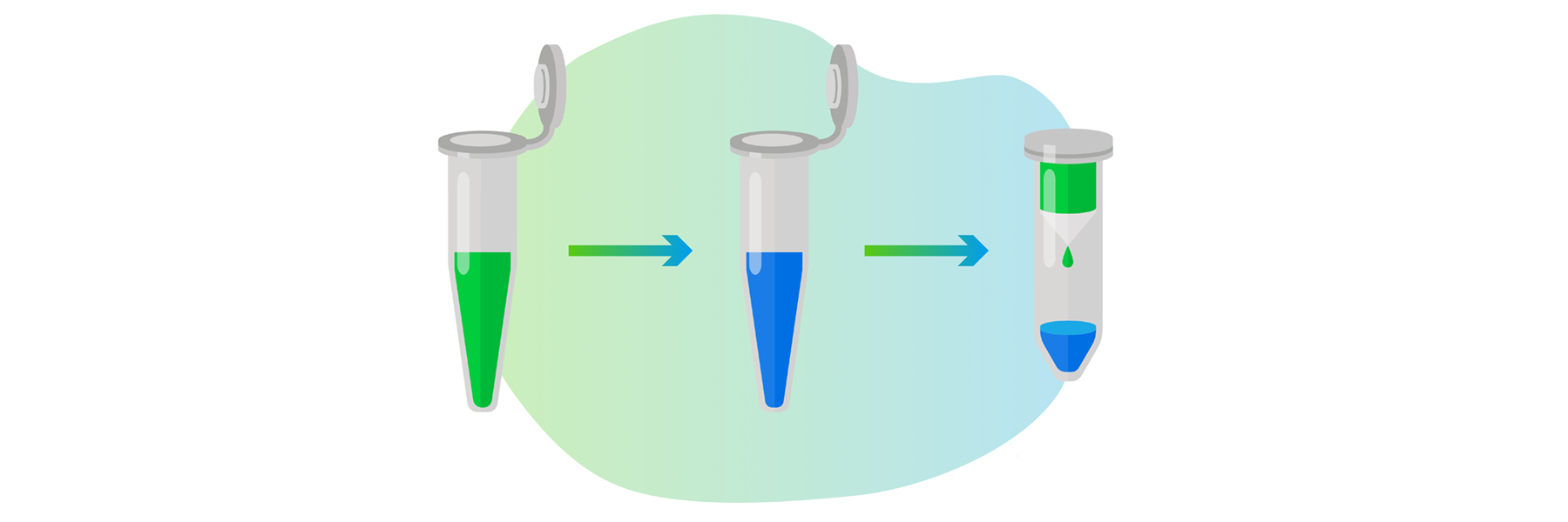 Illustration of the steps toward plasmid purification