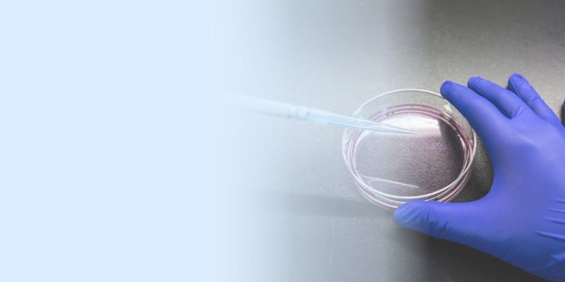 Gloved hand holding petri dish